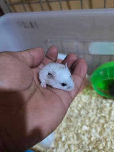 su donuzu: Cırtdan hamsterlər – müxtəlif rənglərdə balalar • Növ: cırtdan (dəniz — 3