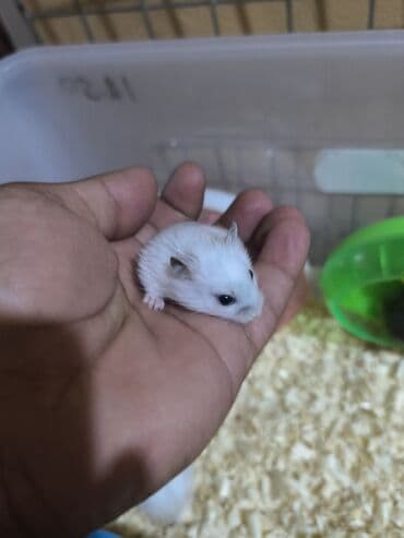 su donuzu: Cücə xırda hamsterlər – müxtəlif rənglərdə (ağ, boz və qarışıq — 2