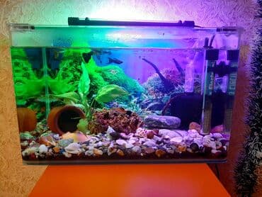 Грызуны: Akvaryum komplekti – dekorativ və işlək Məhsulun təsviri: - Şəffaf — 2