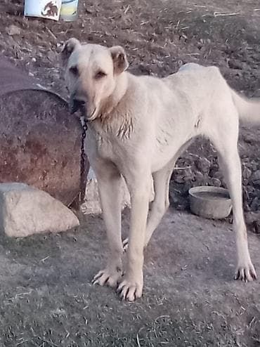 ən ucuz itlər: Kanqal, 1 il, Dişi, Peyvəndli, Ünvandan götürmə — 2