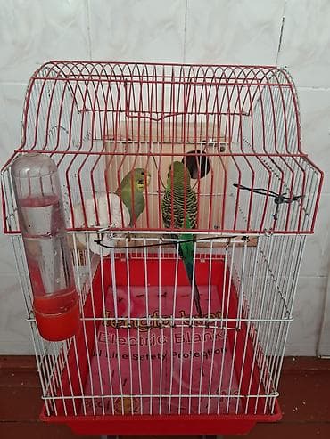 quş adları: Salam Məhəbət Quşları satılır Tam sağlamdır. Böyük Qəvəs yuvalıq — 1