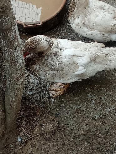 Kənd təsərrüfatı quşları: Sağlam heyvanlardi inside erkeydi erkey cix olduğundan satıram barter — 3