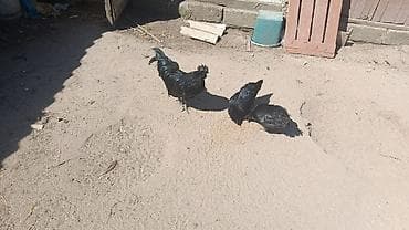 ev heyvanları it: 🐓🔥 AYAM CAMALI XORUZ SATILIR 🔥🐓 ✨ Baxan kimi diqqət çəkən, yaraşıqlı — 1