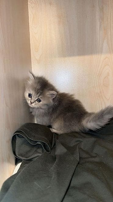 Şinşilla, Dişi, Yaxşı əllərə