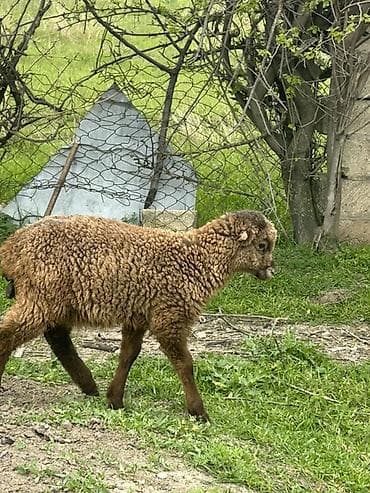 bordaq quzu: Qoyun balası (quzu) – qəhvəyi rəng, sıx və buruq yunlu. - Növ: ev — 1