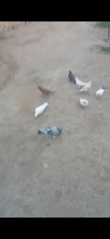 heyvanlar ucun bit dermani: Komla satılır: 9-10 ədəd göyərçin - Hamısı uçan nəsildir - Rənglər — 5