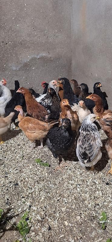 cücə: Toyuq cücələri, Damazlıq, Ödənişli çatdırılma — 1