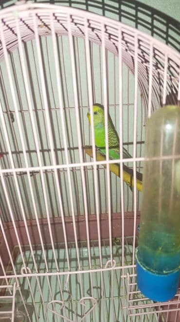 xacmaz heyvan bazari: Tutuqusu satılır 10 — 1