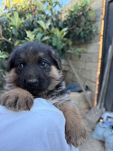 Alman çoban iti, 1 ay, Erkek, Peyvəndli, Ödənişli çatdırılma lalafo.az -da Alman çoban iti, 1 ay, Erkek, Peyvəndli, Ödənişli çatdırılma