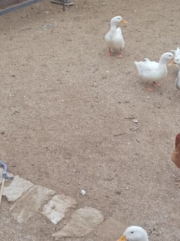 Dovşanlar: 6 ayliq pekin ordekleri diri ceki 2 klo 1klo yarim unvan Nardaran — 3