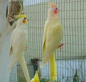 taxta qefes: ✨ Hazır sarı e lquşlarıdanişdirmaq tam rahat olurr satışda! 🐦✨ Parlaq — 4