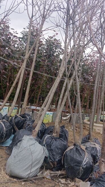 Gübrələr: Torf gubresinn satisi ve dekarativ agaclarin satsi qazon torf torpaq — 8