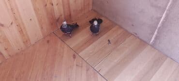 alişan: Növ: Bəzək/evcil göyərçinlər Say: 2 ədəd (cüt) Rəng: Qara fonda ağ — 2