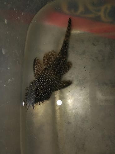 gence akvarium: Akvarium üçün Bristlenose Pleko (Ancistrus) – nöqtəli rəng çaları — 1