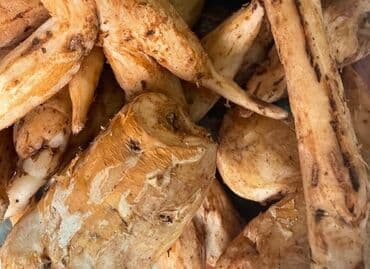 Çöl bitkiləri: Çilədağı bitkisi Diz ağrıları, oynaq ağrıları, bel agrisi — 1