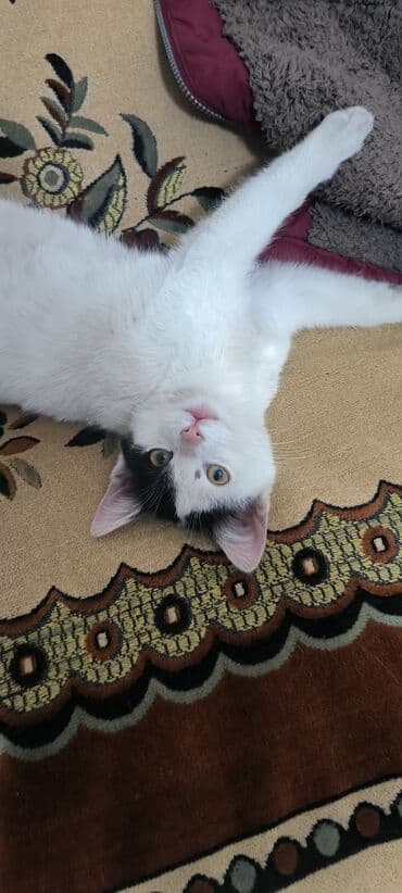 ucuz pisik satisi: Erkək, Yaxşı əllərə — 2