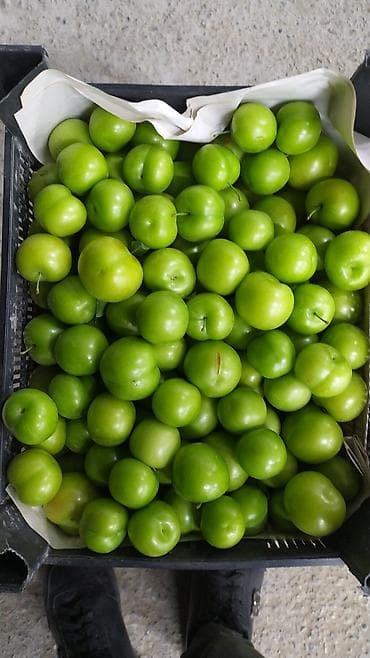 5 yas tortu: Yaşıl alça (sərt, turşa dadlı yaz-yay mövsüm meyvəsi) 3 manatdan — 3