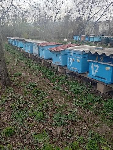 ari yeşiklərinin satışı: Arı ailəsi və komplekt pətəklər satılır Bakfast və yerli Qafqaz sortu — 4