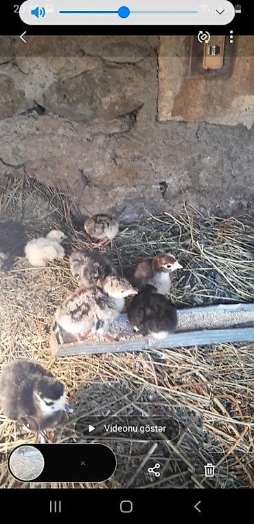 Heyvanlar üçün mallar: Amerikan bronz və qara kanada hinduşqa cücəsi satılır. Ünvan Gəncə — 4