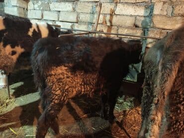 Qazlar: Erkey danalardır bordaga yarayır 3də ərkəydi qiymətdə cüzi endirim — 4