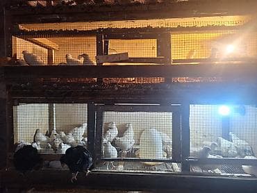 Məhsul: Bildircinlər və bildircin yumurtaları Təsvir: - Ağ və