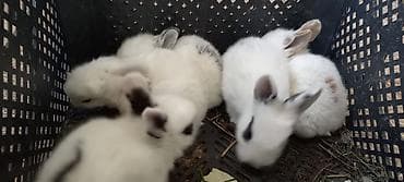 Salam. dovsan balalari tek ve top satilir