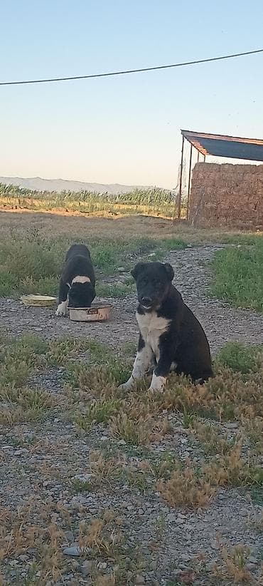 ev pişik adları: 2 ay — 1