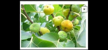 Süd məhsulları və yumurtalar: Salam.binədə əncir satılır mürebelik.klosu1.50qünvandan — 4