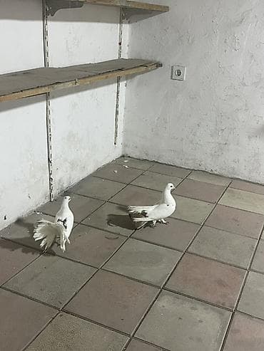 dərzi quşu: Salam nişanlı qırx quyruqlardı əsil bağ üçün alıb buraxasan vid üçün — 3