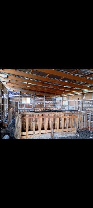 купить дом в азербайджане баку: FERMA /Yevlax r Qaraməmmədli kəndi Sırf Bordaq Kiçik buynuzlu üçün — 8