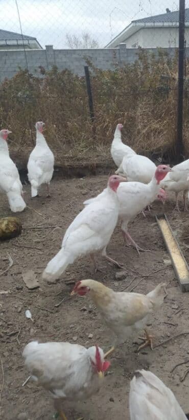 cins inekler azerbaycanda: Salam alekum bu hidusqa satandab 5 hidusqa zakaz etmisik pulu atmisiq — 10