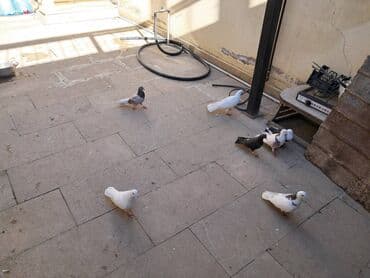 Göyərçinlər: Məhsul: Ev göyərçinləri dəsti Təsvir: - Şəkillərdə müxtəlif rənglərdə — 4