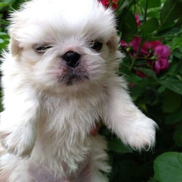 itler pikines type 1: Pekines — 1