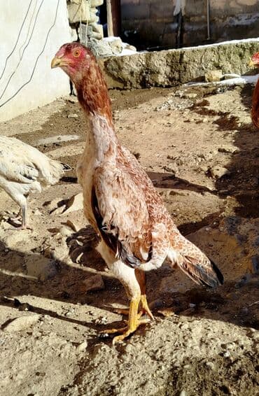 Salam Heyratı beçə 80 Heyratı sarıfete Fotoşəkillər Samsung Galaxy A7 — 14