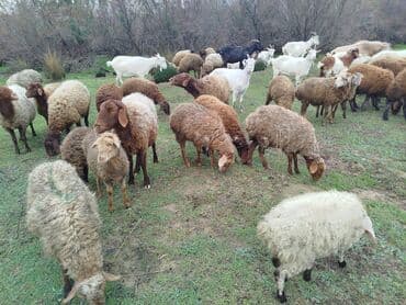 Гуси: Məhsul: Qoyun və keçi sürüsü Təsvir: 20 quzudu 10 erkek 10 dişi kom — 1