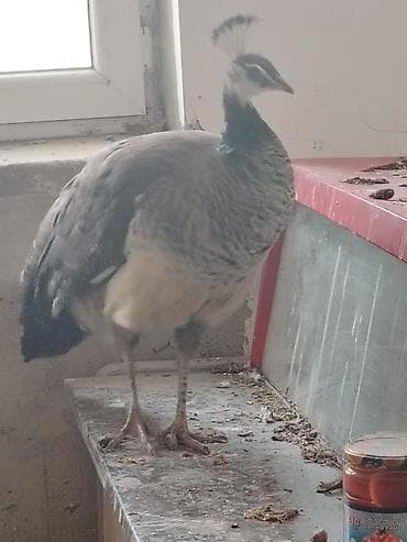 Məhsul: Tovus quşu (pava) 1 yaş 4 aylığ 4 ədəd balası ilə birlikdə