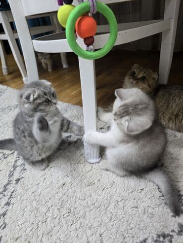 Şotland, Ünvandan götürmə — 8