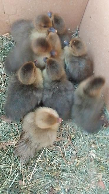 ördəyi: Məhsul: Ördək balaları (paça ayaqlı, geniş dimdikli) Təsvir: - — 4