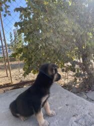 azerbaycan it adlari erkek: 2 ay, Peyvəndli — 4