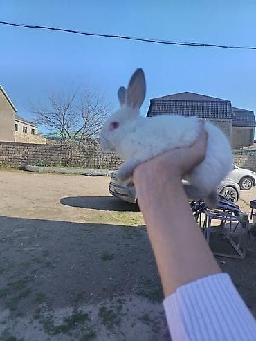 velikan dovsan: 2 eded kalifornia 1 eded sade hamisi bir yerda almaq isdesez 40 manat — 3