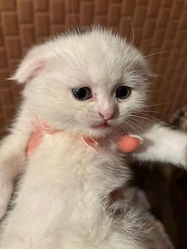 Gəmiricilər: Şotland yastı qulaq — 7