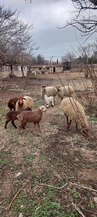 qoyun quyrugu: Tək tək satiş var.Yanı balalılar, 4 ana 4 bala.Razılaşma olacaq.Ciddi — 2