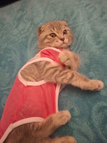 pişik daşıma: Şotland yastı qulaq, Dişi — 2