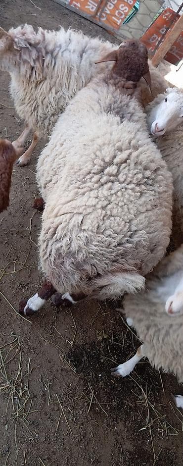 Бараны, овцы: Erkey qoyun damazlig — 4