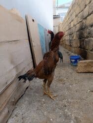 ucuz toyuq: Toyuq cücələri, Damazlıq — 1