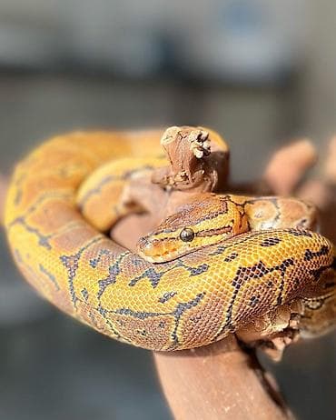 mal heyvan: 🇦🇿 Salam. Satışda kral pitonu balaları var 🐍 Kral pitonu çox böyük — 1