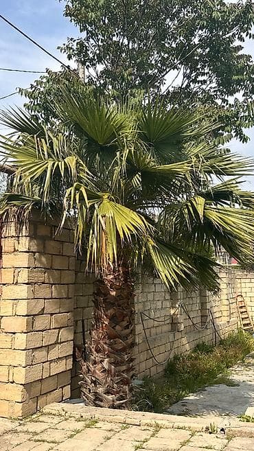 agaclar: Washingtonia robusta Palma ağacı satılır real alıcıya endırım olunacag — 3