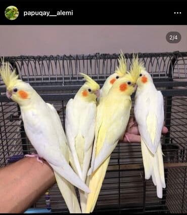 pişik satışı bakı: Digər quşlar — 6