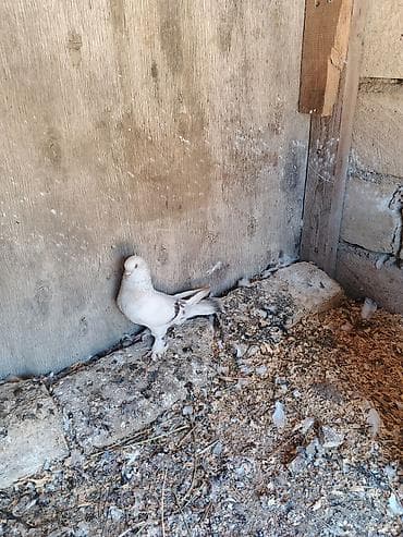 quslar: Satılır ərkək dir 30 manat — 4