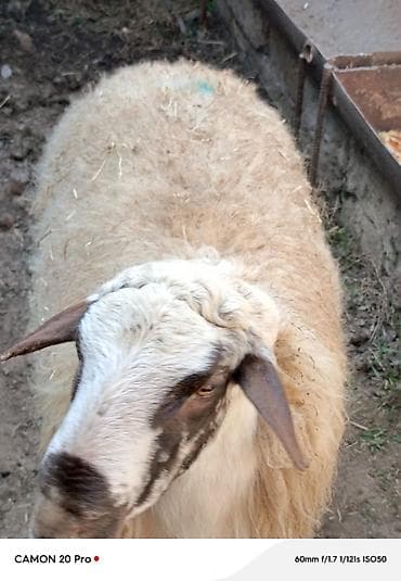 mal qoyun: 4 ədəd kök qoç kəskilik təmiz ət 15 azn klaqramı — 5